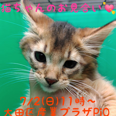 3/12生ソマリ♂ルディ(トライアウト猫)