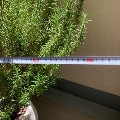 【お取引中！】ローズマリー　植木鉢ごとの画像