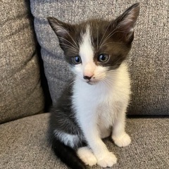母猫はマンチカン！4月19日生まれ！男の子　里親募集！ - 下松市