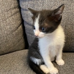 母猫はマンチカン！4月19日生まれ！男の子　里親募集！ − 山口県