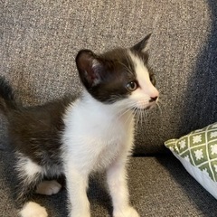 母猫はマンチカン！4月19日生まれ！男の子　里親募集！ - 猫