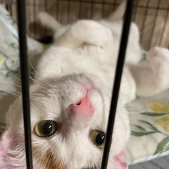ハート柄が珍しい！ツンデレミケ猫ちゃんの画像