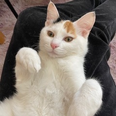 ハート柄が珍しい！ツンデレミケ猫ちゃん - 猫