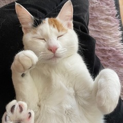 ハート柄が珍しい！ツンデレミケ猫ちゃん − 兵庫県