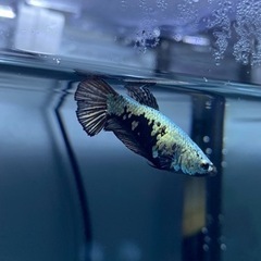ベタ　プラカット　ブラックサムライ　メス