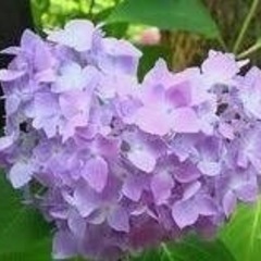 6/17京都三室戸寺と宇治ランチとスィーツ🍡平等院