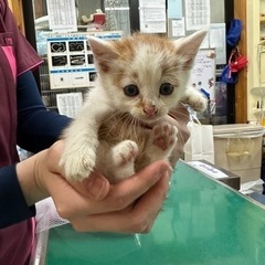2ヶ月オスの里親募集
