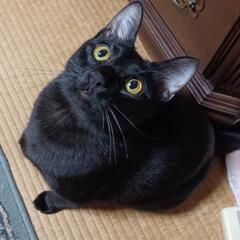 性格はなまるのライチくん