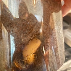 カブトムシの画像