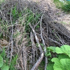 木の枝 無料