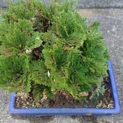 イワヒバ（イワマツ）赤葉・小豆島産・角鉢