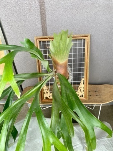 大型ビカクシダ 親株