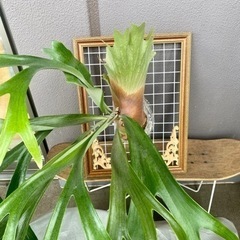 大型ビカクシダ 親株の画像