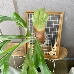 大型ビカクシダ 親株