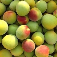 【完全無農薬】紀州南高梅 青梅