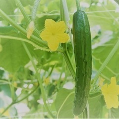 農業〜きゅうり農園の画像