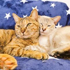 3歳　姉妹猫　10/4現在も里親さんを募集しています