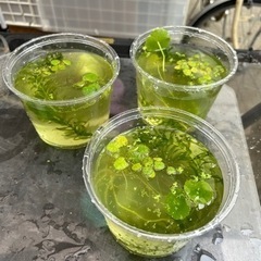
携帯バック、着物生地、帯、パッチワーク用生地、メダカの画像