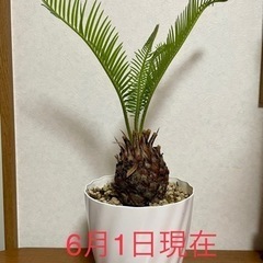 【取引完了】ソテツ （蘇鉄）新芽