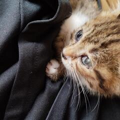 ふわふわな子猫