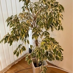 【商談中】観葉植物　大型　ベンジャミン