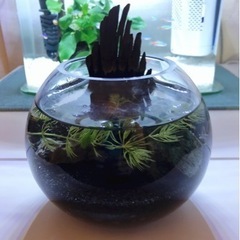 アクアリウム　ガラス水槽　丸型