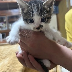生後約2ヶ月の猫ちゃん