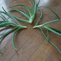 観葉植物アロエの株3つ　無料