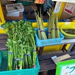 山菜　フキ　ウド　北海道天然　蕗　山ウド