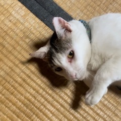 撫でられるのが好きな猫です