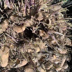 ジャガイモ▲種！馬鈴薯！メークイン！赤いじゃがいも！種芋にどうぞ！近日処分予定の画像
