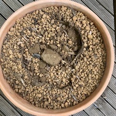 テラコッタ　素焼き　植木鉢　35cmの画像