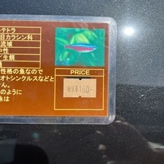 色々な熱帯魚、冷凍アカムシ、無料ですの画像