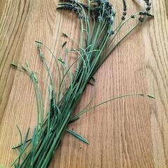 ラベンダー差し上げますの画像