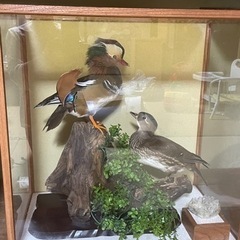 おしどりのはく製