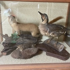はく製 小動物とカモ