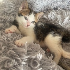 里親様決まりました♥️