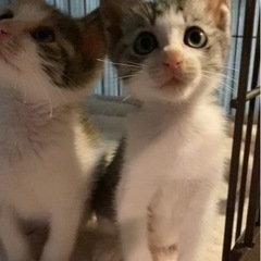 【終の住処決まりました🙇‍♀️】まんまるお目々のサバシロちゃん❤...