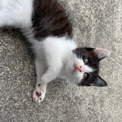 生後2~3ヶ月の子猫の里親募集です。