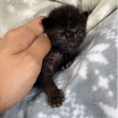 生まれたての子猫の里親さん募集します。