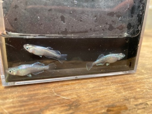 メダカ✨翠宝ヒカリ✨(オスはセルフィン(サムライ)個体)トリオ1セット限定