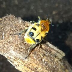 貴重 パンカブト 初令3頭セット 摘まんだ生物ガチャ 玩具レビュー10 ときてっと TOKITETO