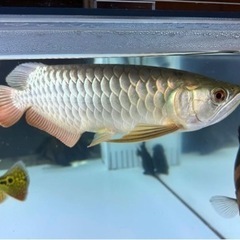 アロワナ　引取限定【商談中】