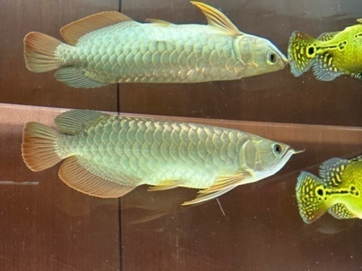 アロワナ　引取限定【商談中】