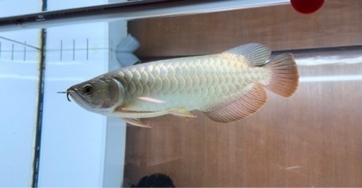 アロワナ　引取限定【商談中】
