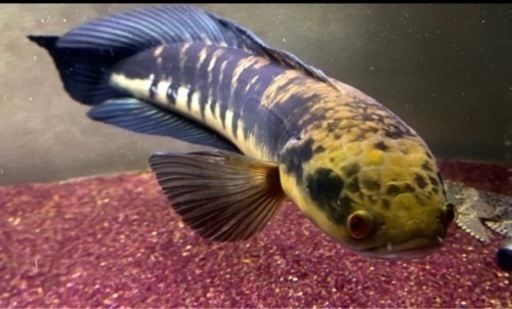 チャンナ マルリオイデス 3匹まとめ売り46cm± (引取限定) スネークヘッド