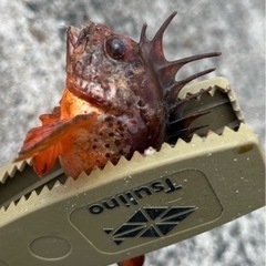 一緒に釣り行ってくれる方募集🎣