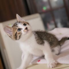 甘えたキジ白の男の子　兄妹譲渡を希望しています