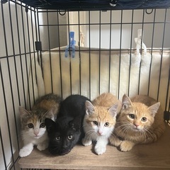 西区の４兄妹