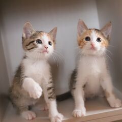 お茶目な三毛猫（女の子）姉妹でお迎えくださる方を優先します - 猫
